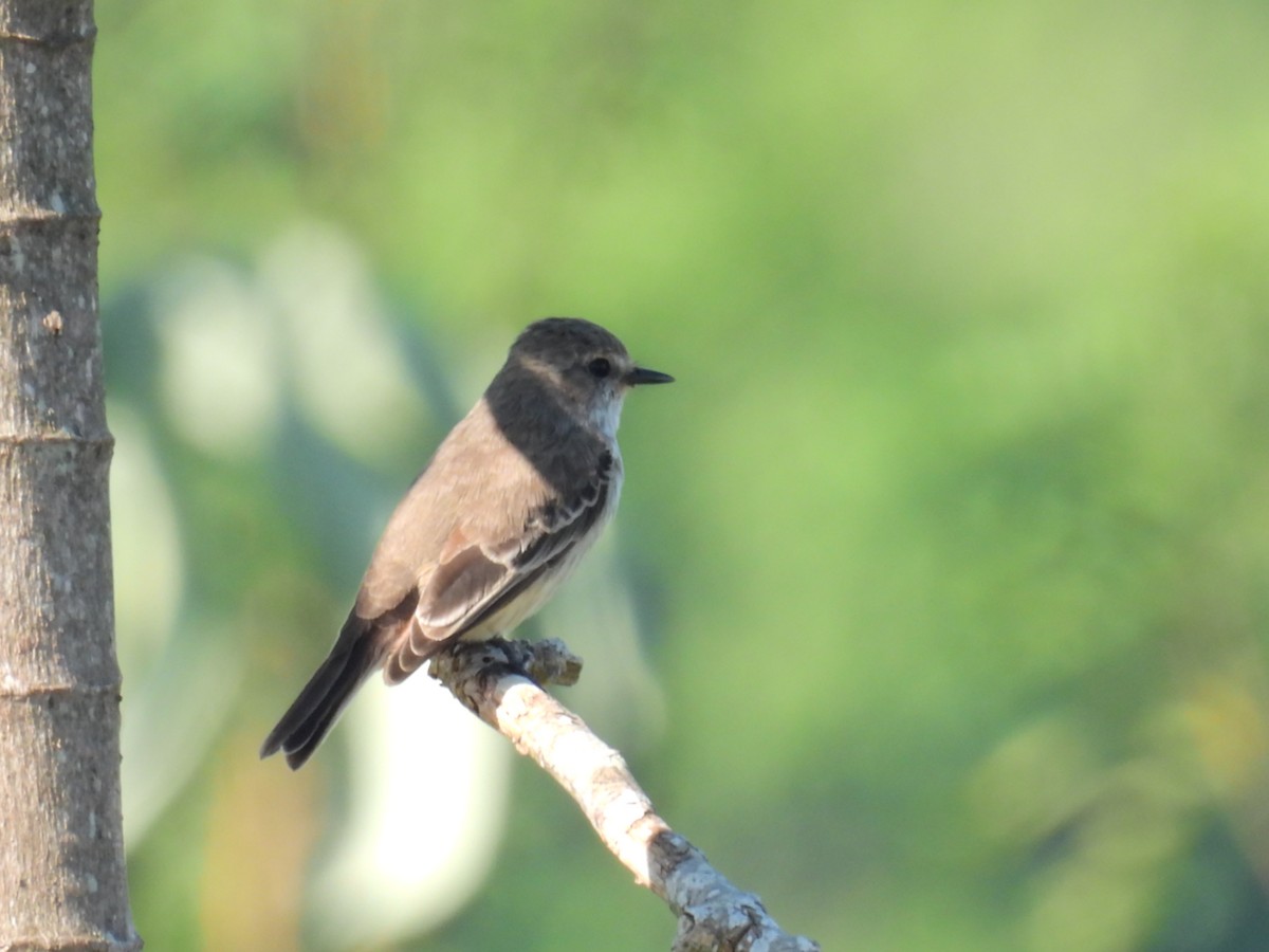 Vermilion Flycatcher - Natalia  Yasci