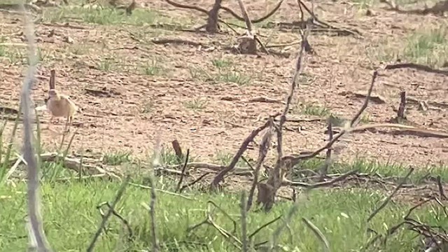 Buff-breasted Sandpiper - ML438595561