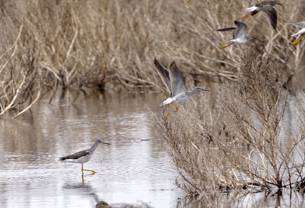 Greater Yellowlegs - ML438595661