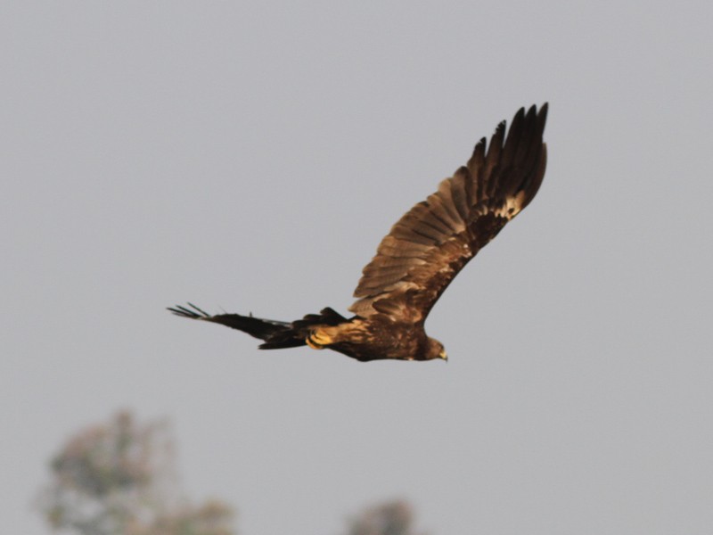 Indian Spotted Eagle - ML43859601