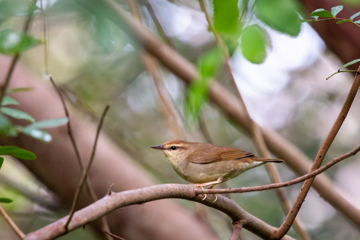 Swainson's Warbler - ML438596011