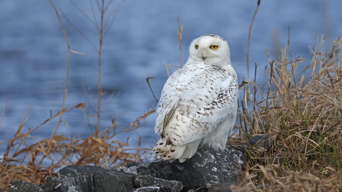 Snowy Owl - Daniel Jauvin