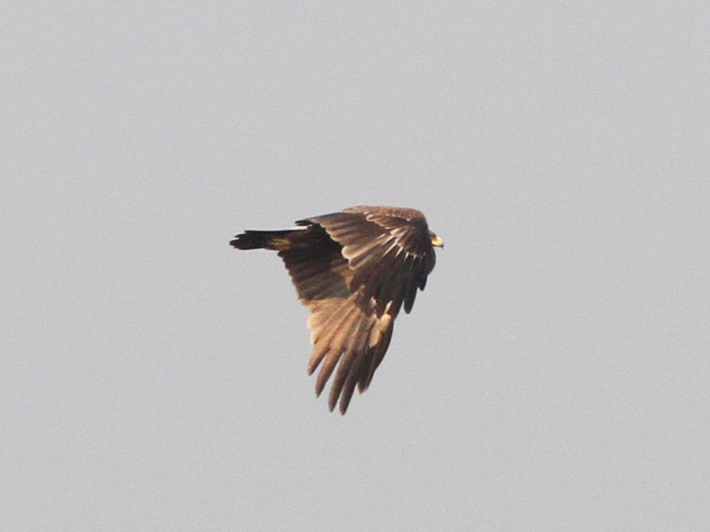 Indian Spotted Eagle - ML43859611