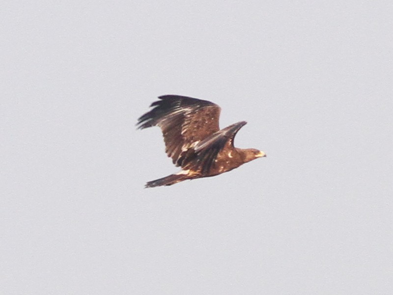 Indian Spotted Eagle - ML43859621