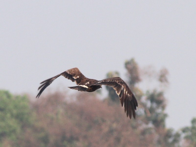 Indian Spotted Eagle - ML43859631