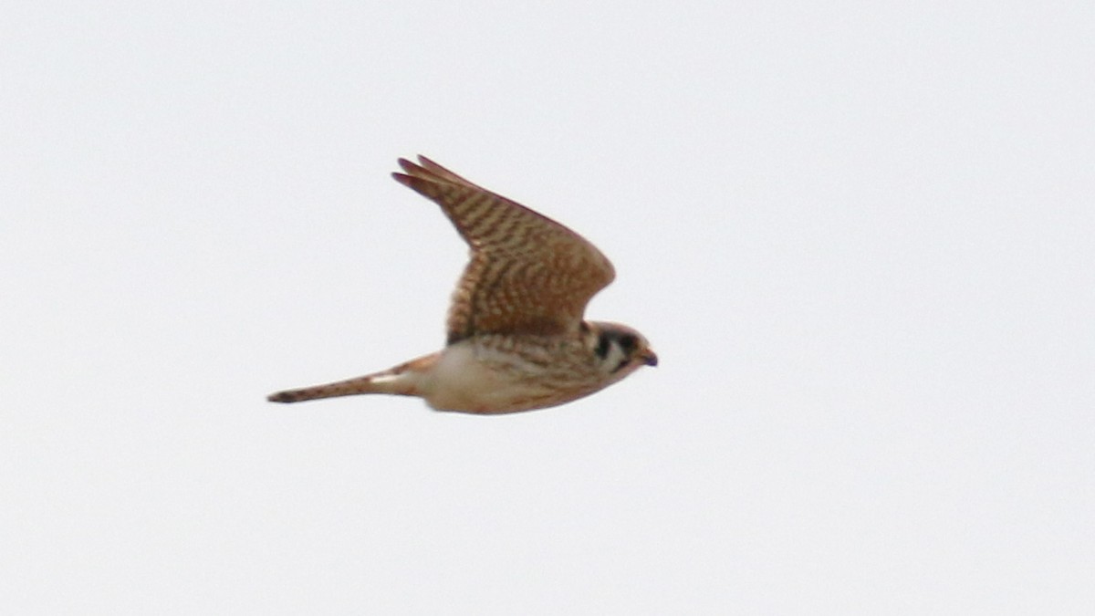 American Kestrel - Bob Scheidt