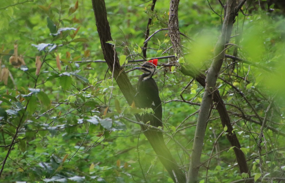 Pileated Woodpecker - Caroline Schratz