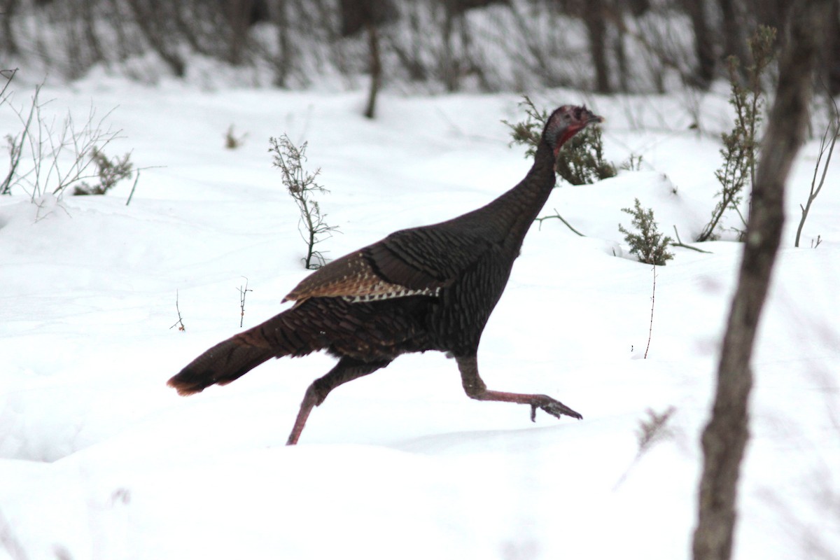 Wild Turkey - ML43859931