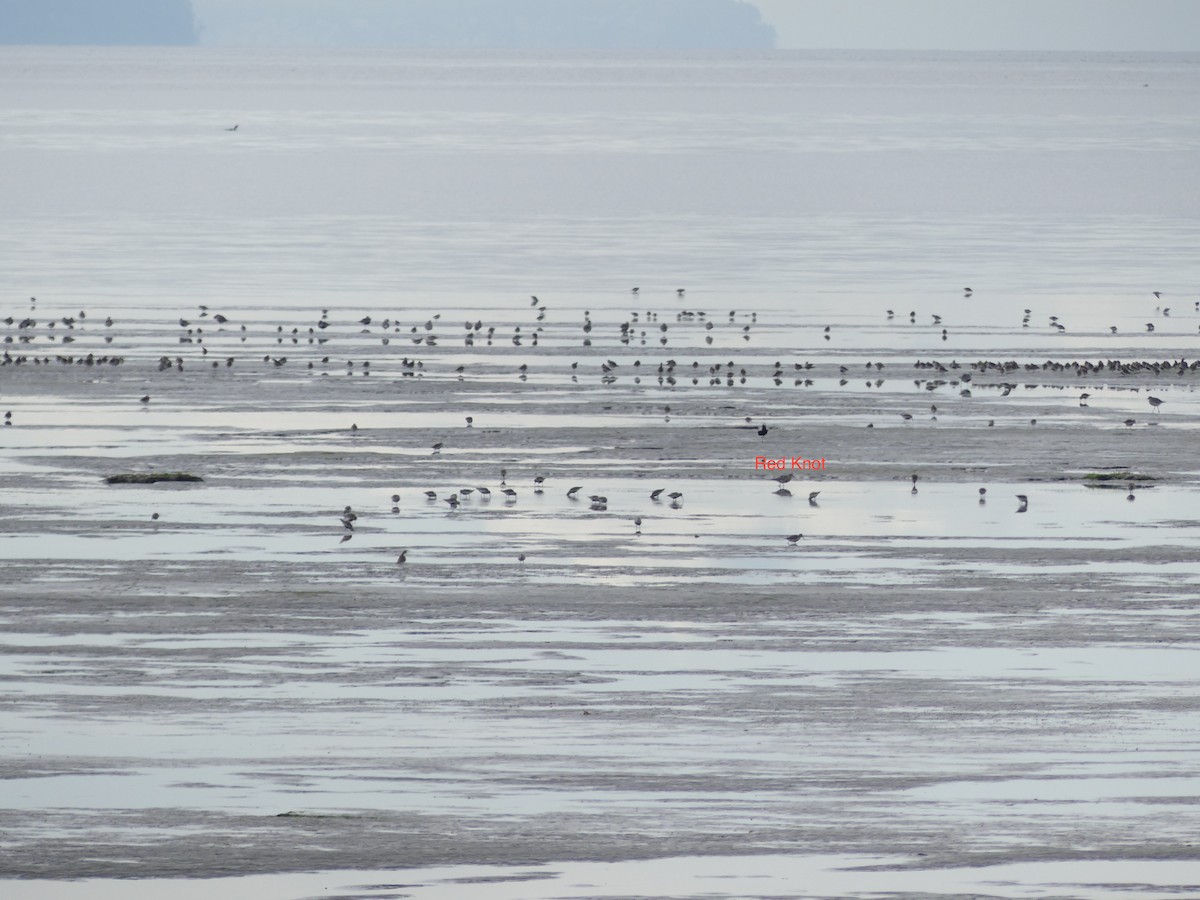 紅腹濱鷸 - ML438599711