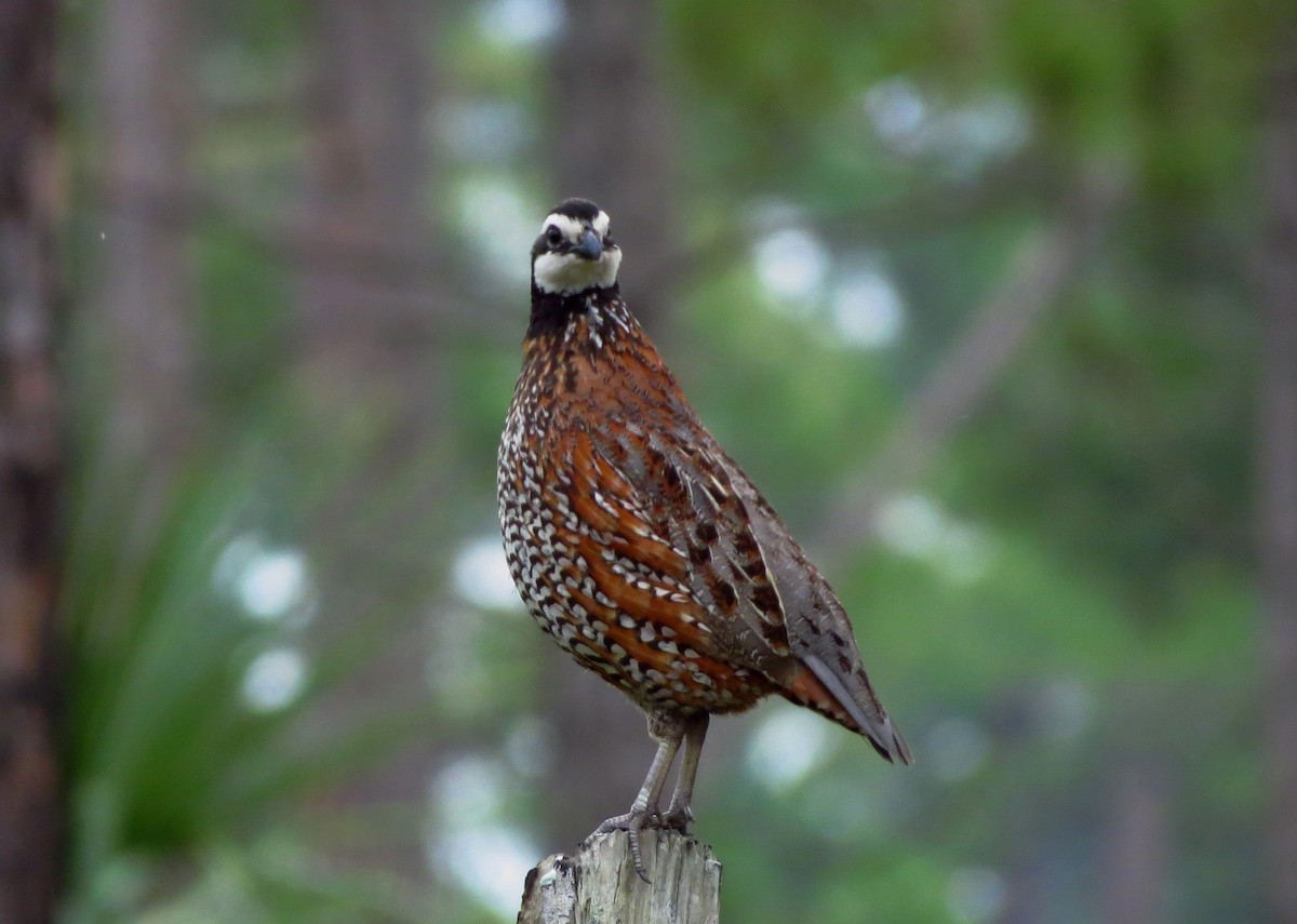 Northern Bobwhite - ML43860121