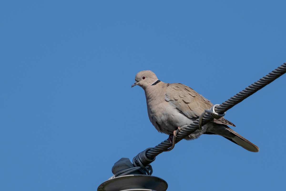 Eurasian Collared-Dove - Garland Kitts