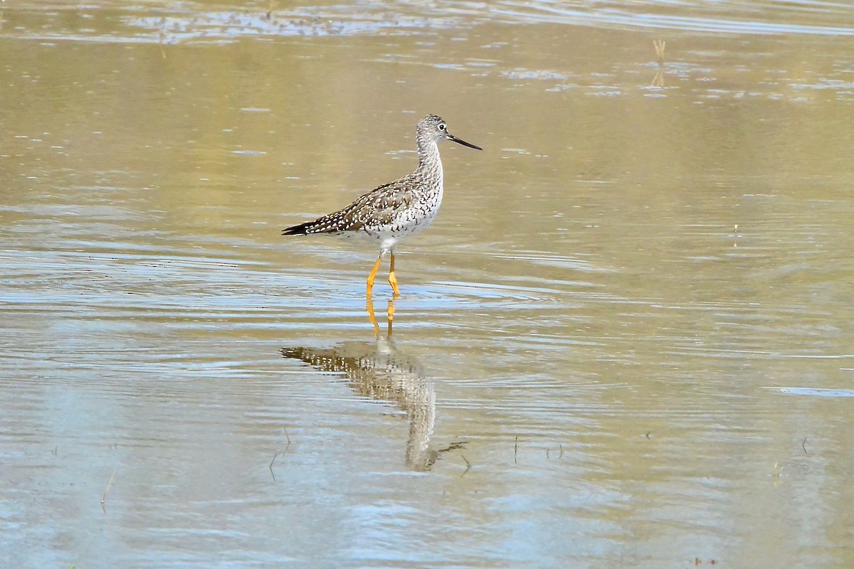 Greater Yellowlegs - Seth Honig