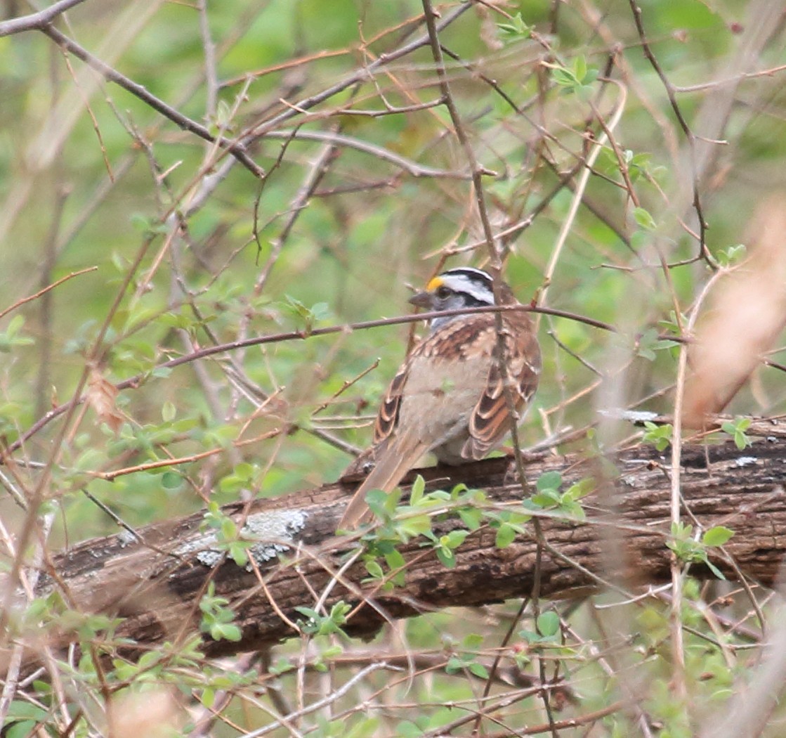 White-throated Sparrow - ML438605931