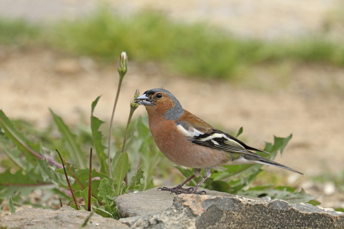 Common Chaffinch - Francisco Barroqueiro