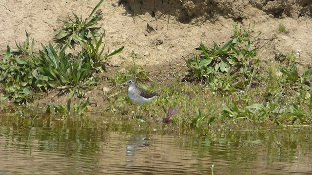 eremittsnipe - ML438609001
