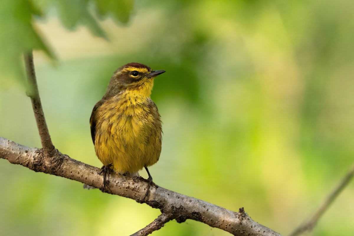 Palm Warbler - ML438609911