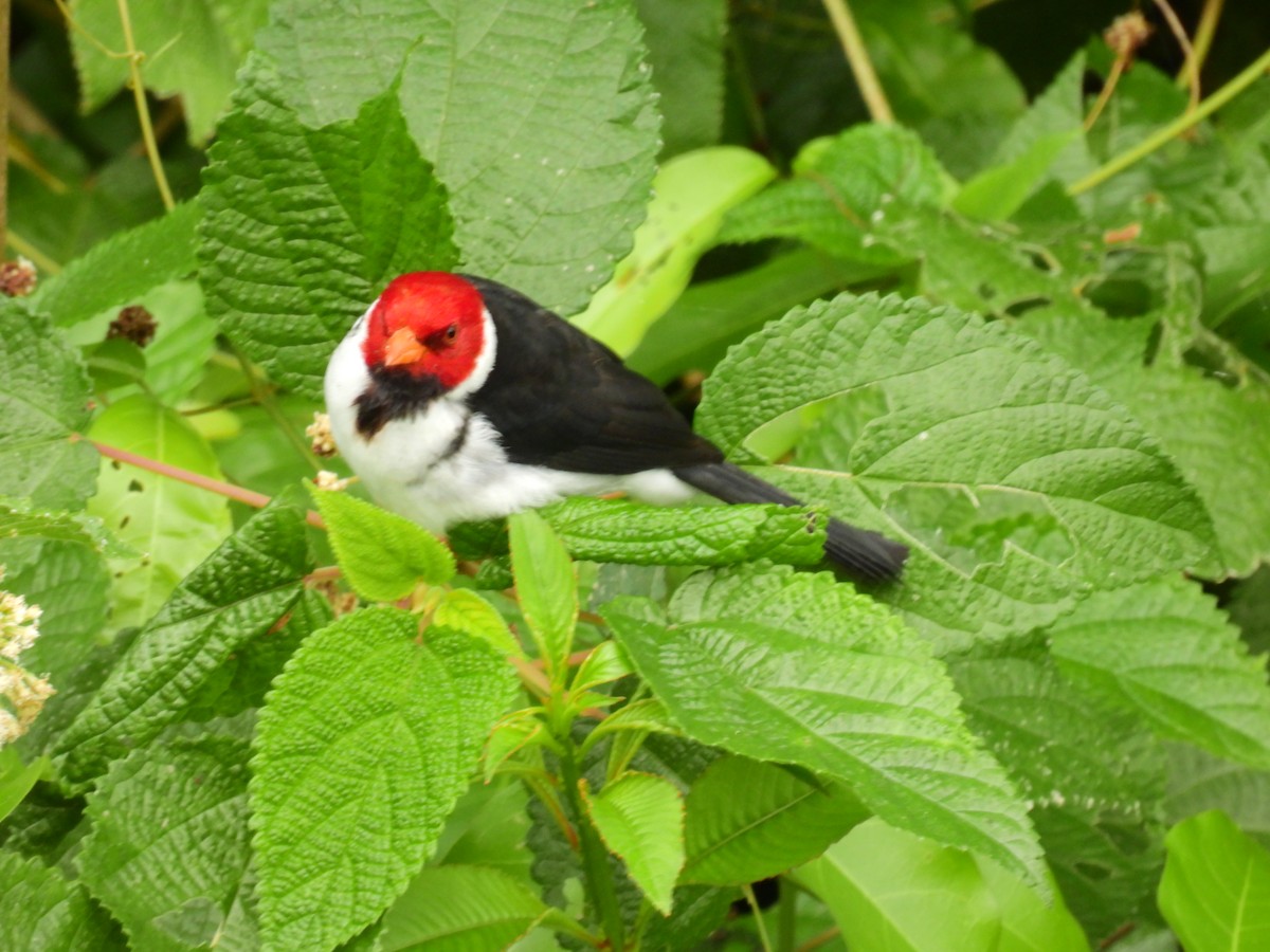 Yellow-billed Cardinal - ML438610031