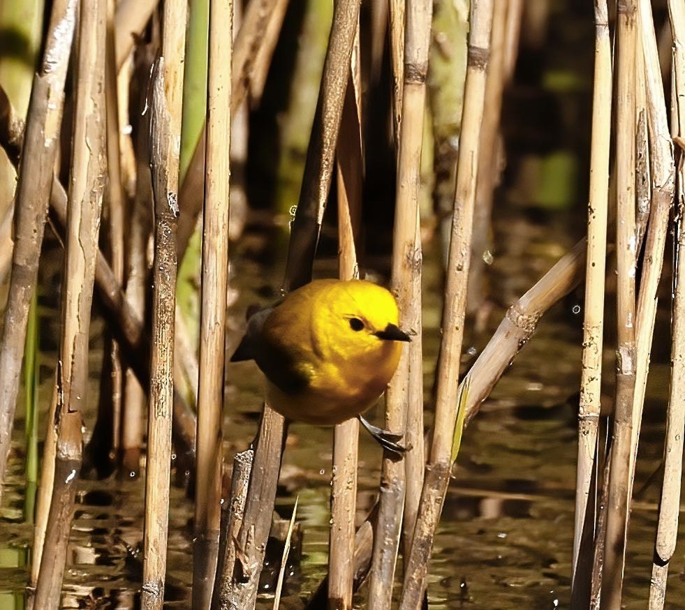 Prothonotary Warbler - ML438610841