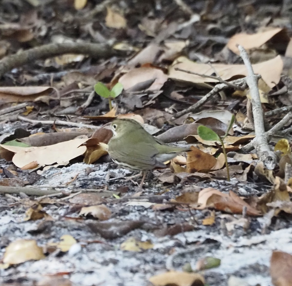 Ovenbird - JoAnn King