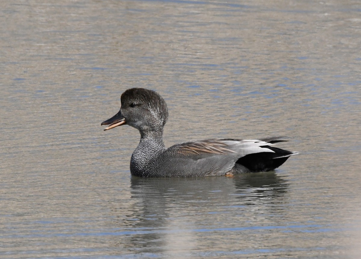 Canard chipeau - ML438612151