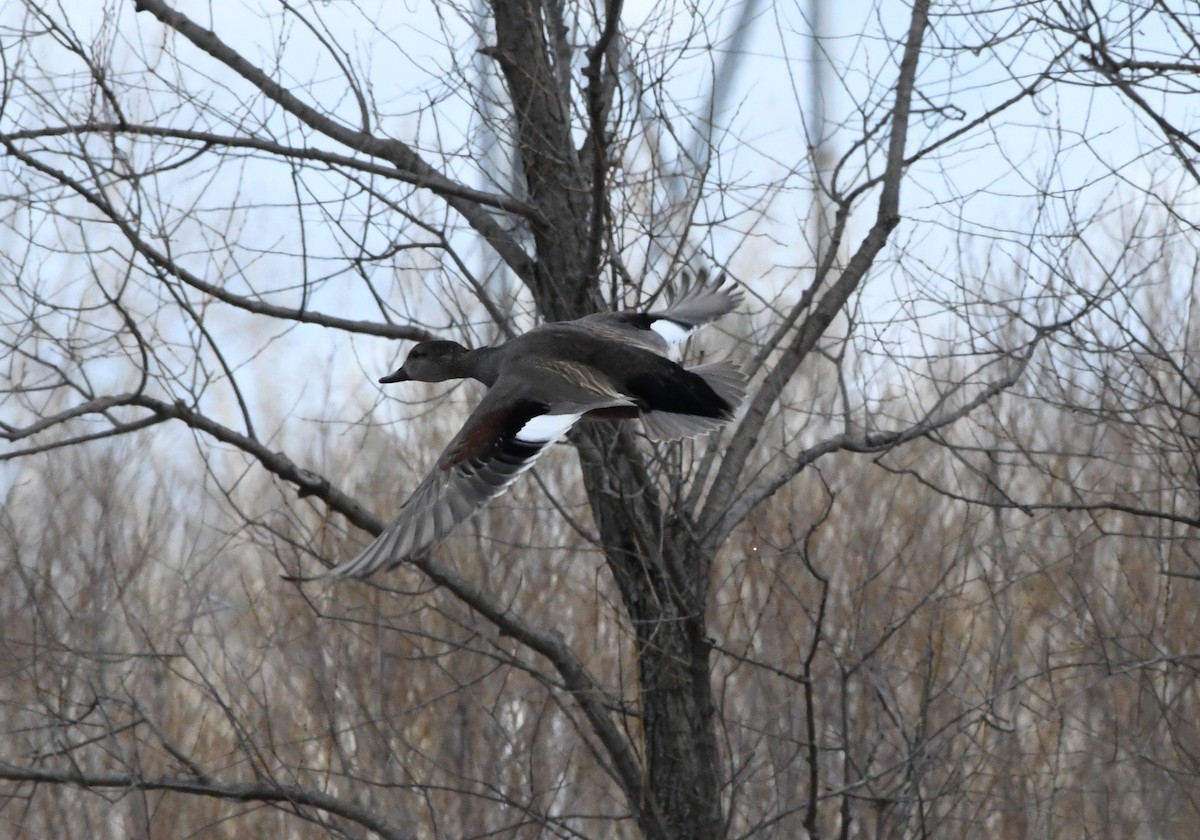 Gadwall - ML438612161