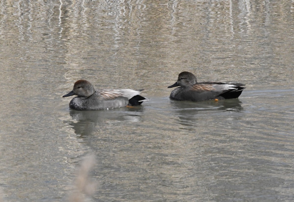 Gadwall - ML438612171