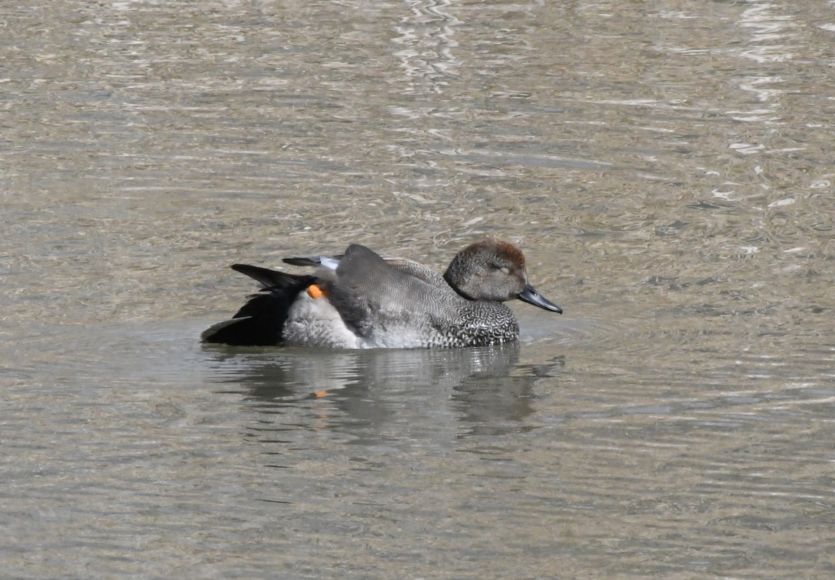 Gadwall - ML438612311