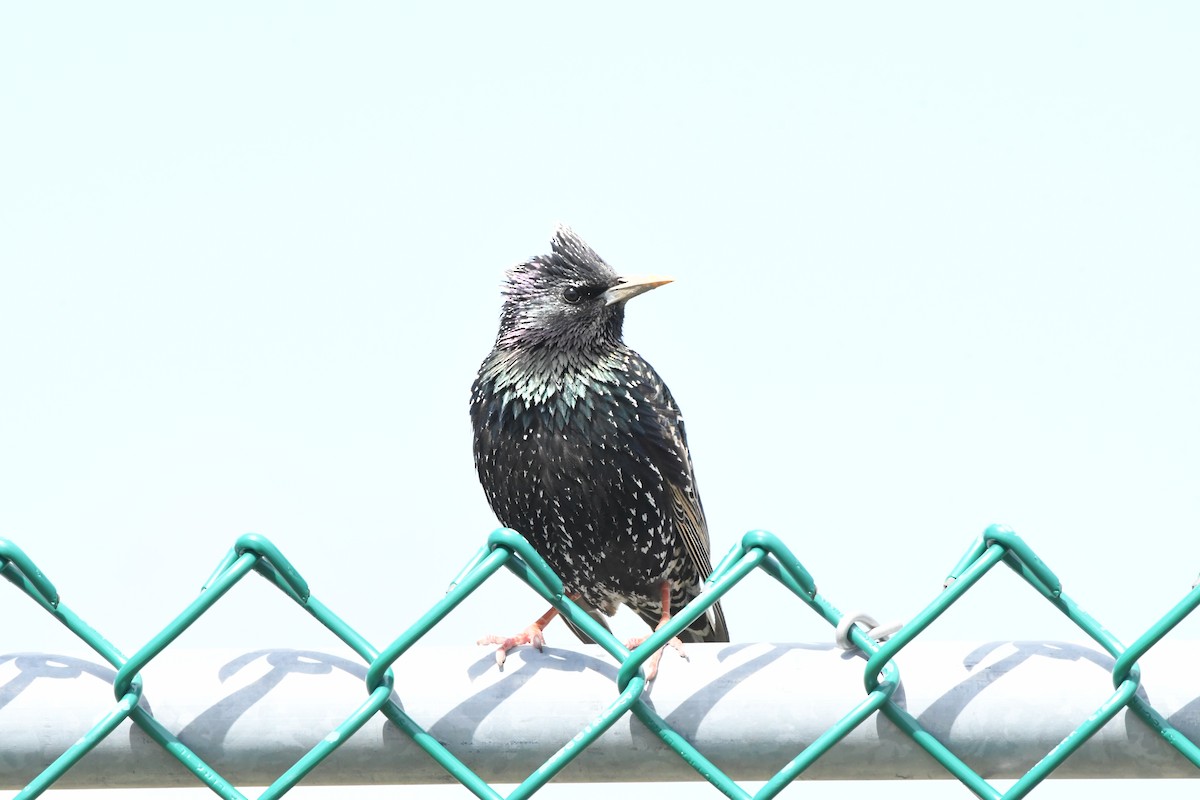 European Starling - ML438612531