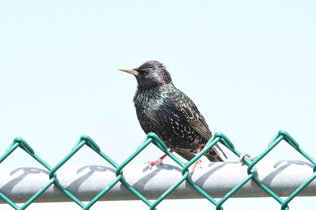 European Starling - ML438612541