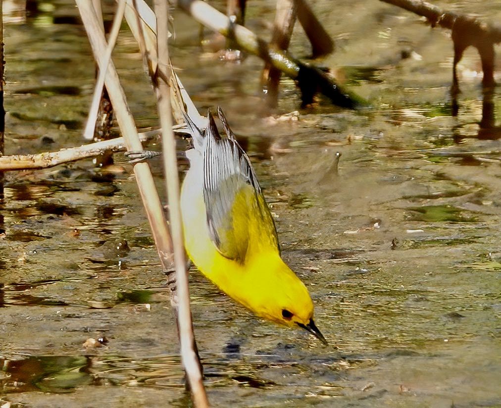 Prothonotary Warbler - ML438612641