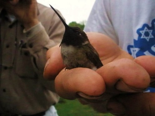Black-chinned Hummingbird - ML43861401