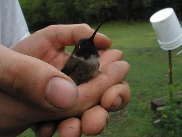 Black-chinned Hummingbird - ML43861421