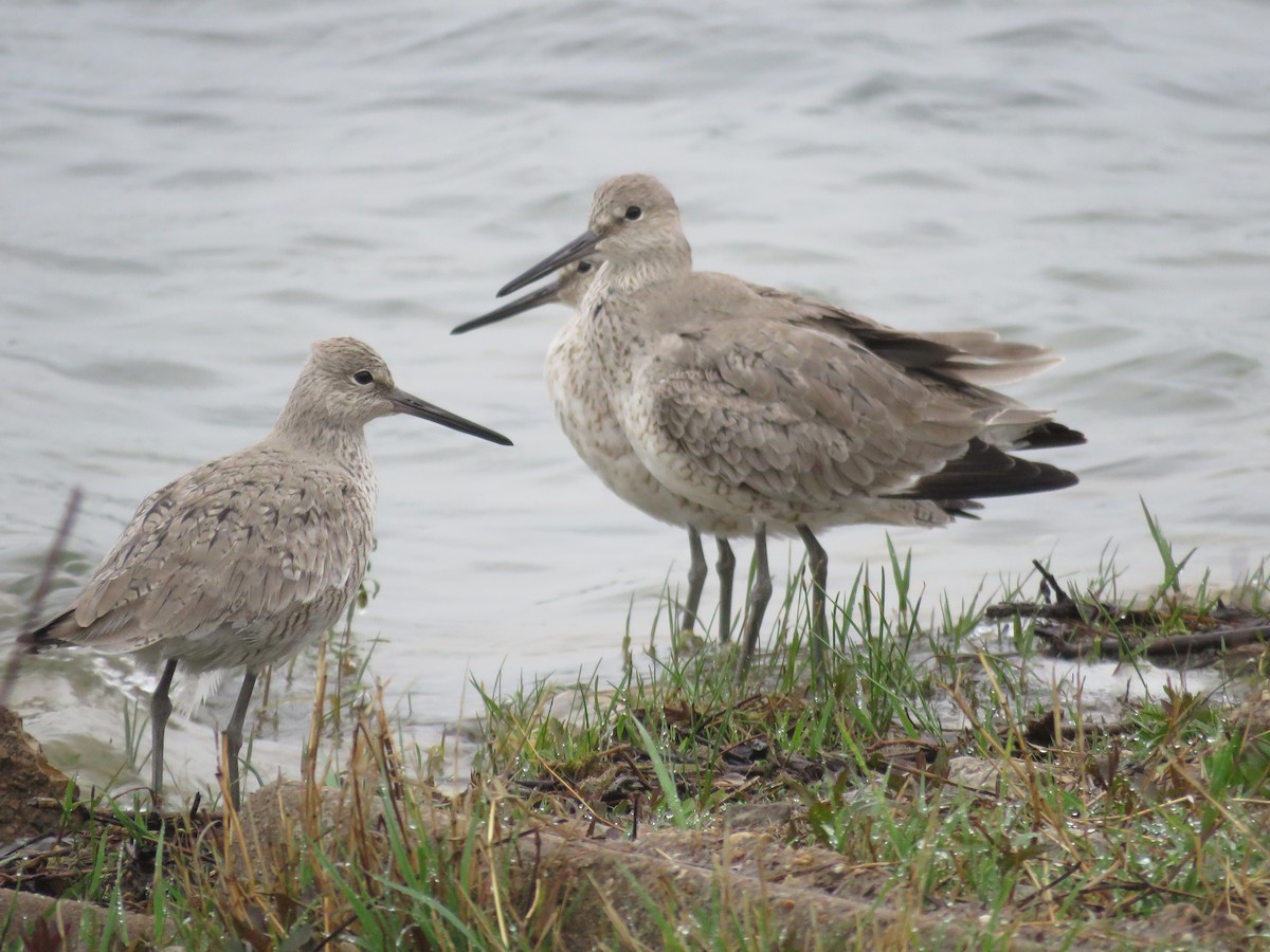 Willet - ML438615451