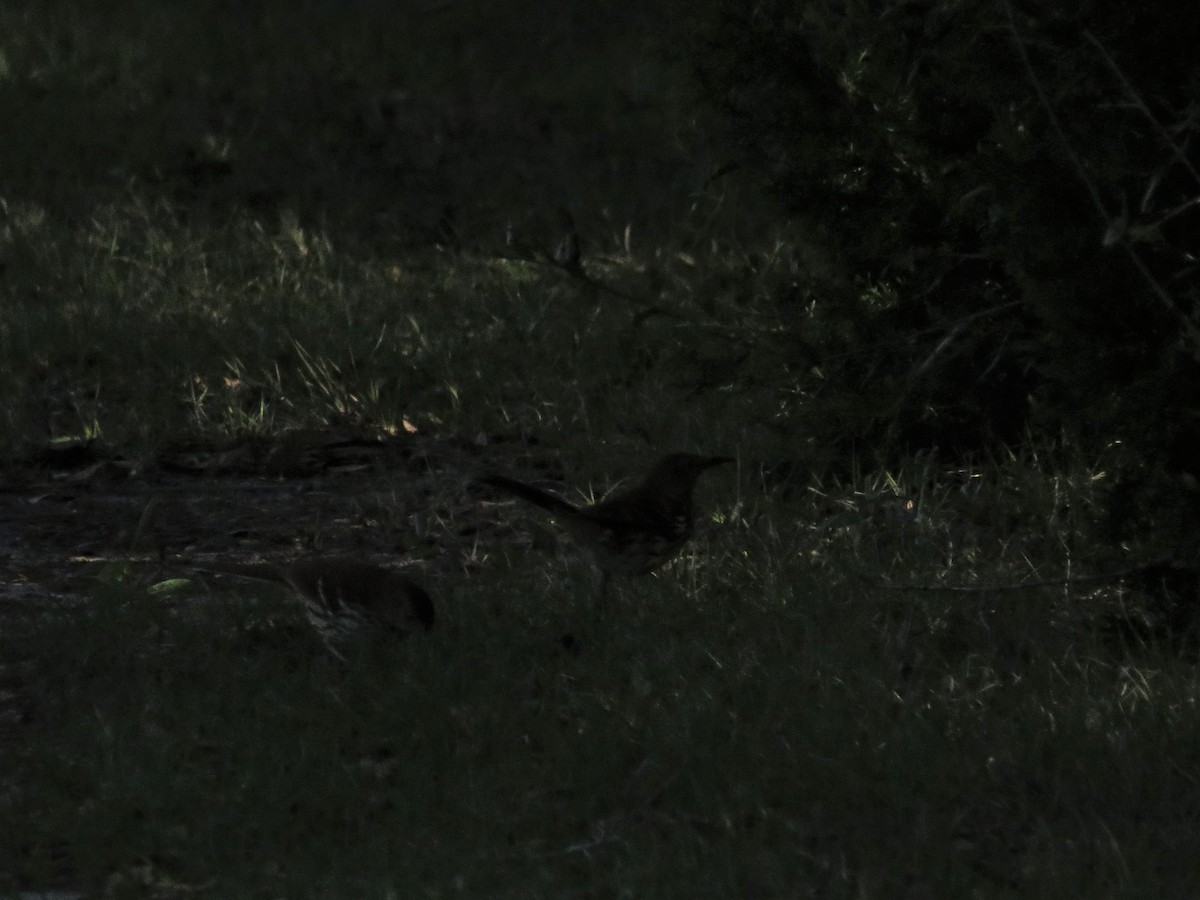 Brown Thrasher - Lee Larrew