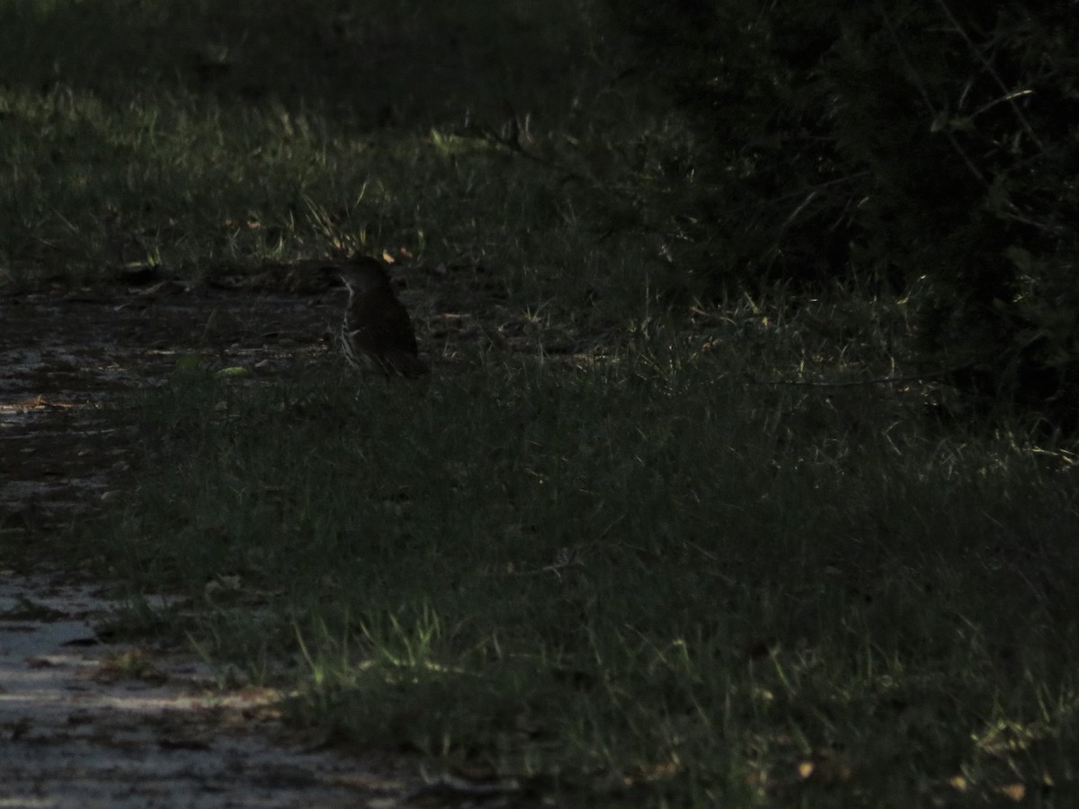 Brown Thrasher - ML438615991