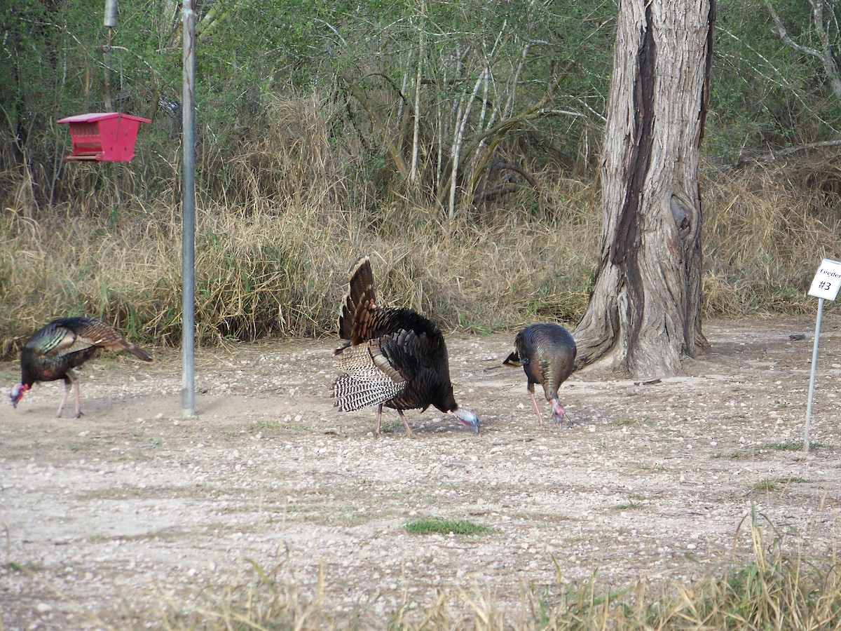 Wild Turkey - ML438616591