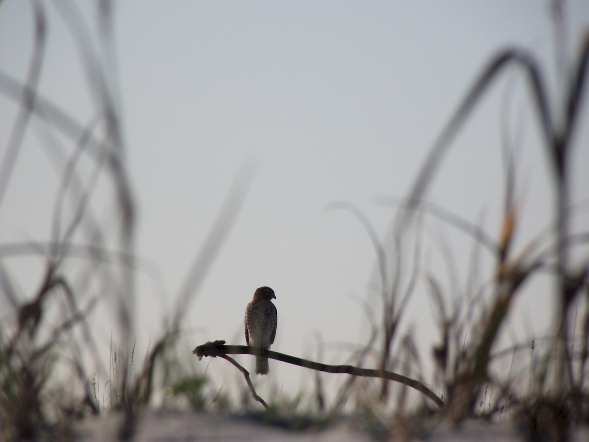 Red-shouldered Hawk - ML43861691