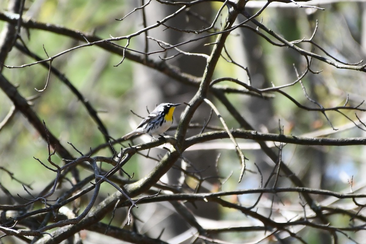 Yellow-throated Warbler - ML438617671