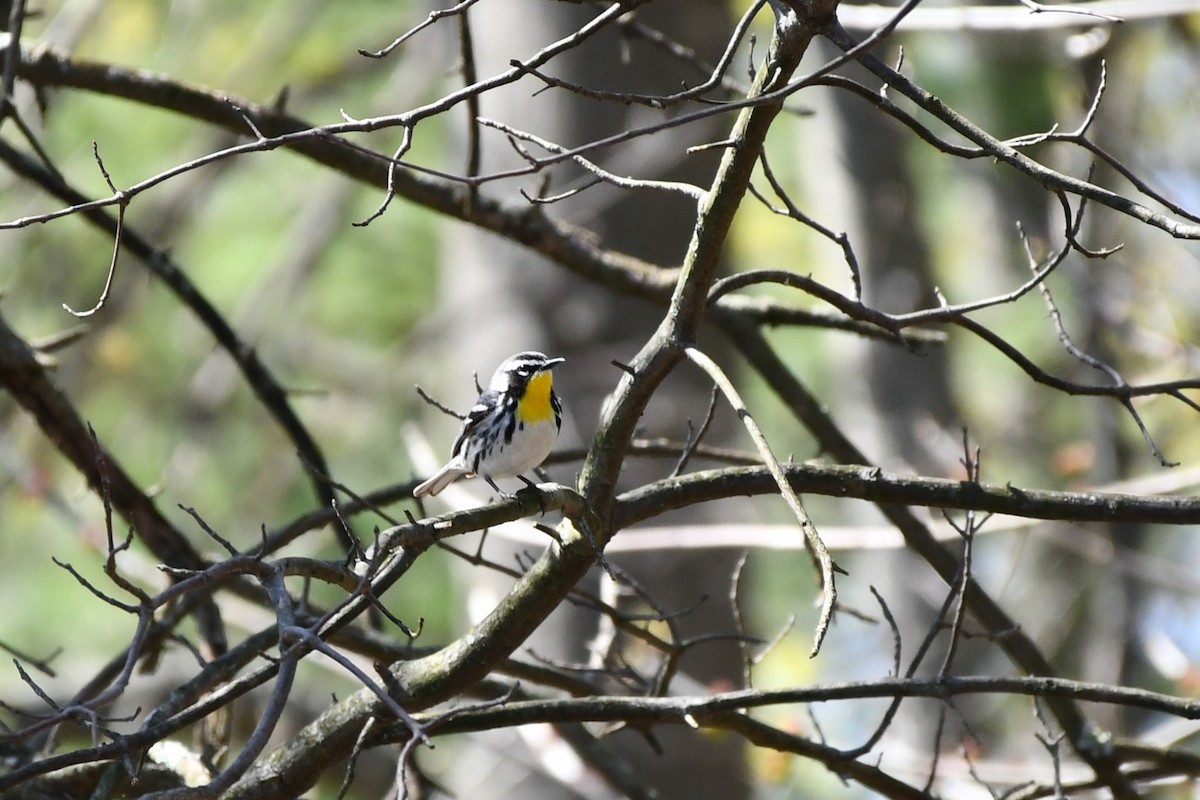 Yellow-throated Warbler - Brian Kenney