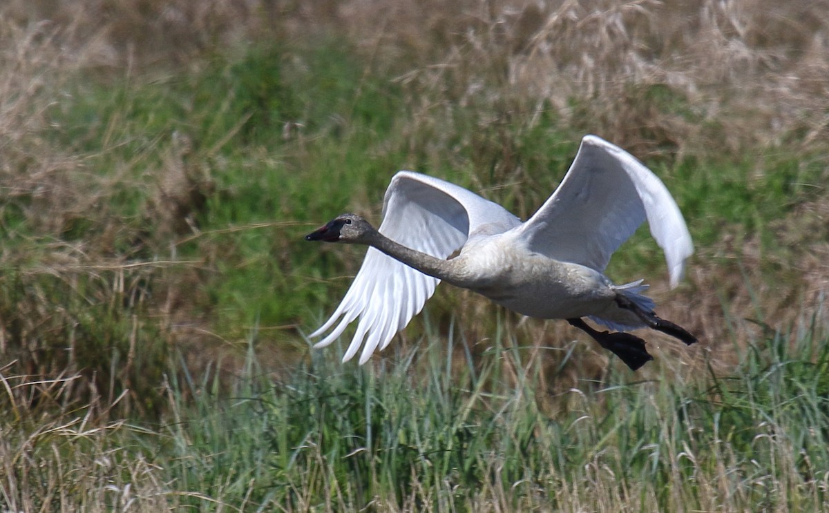 Tundra Swan (Whistling) - ML438620181