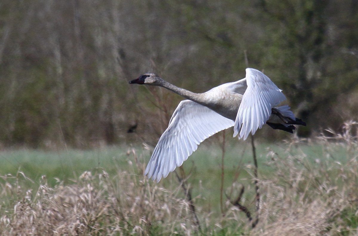 labuť malá (ssp. columbianus) - ML438620191