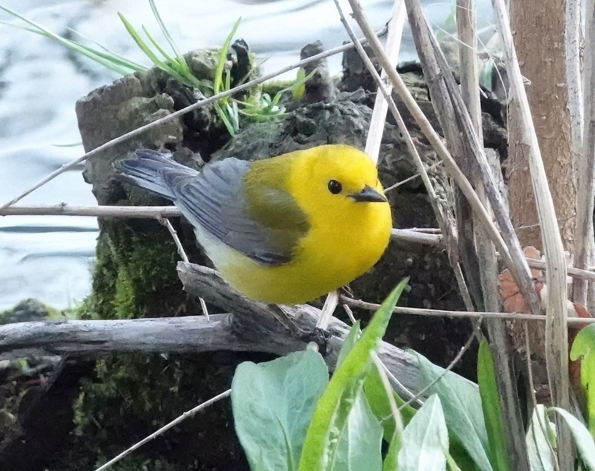 Prothonotary Warbler - ML438620511