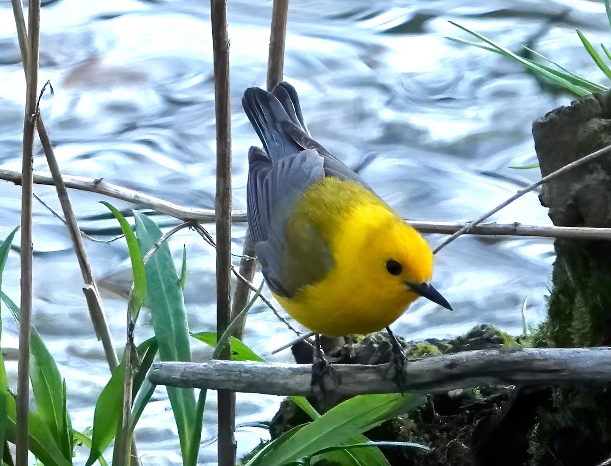 Prothonotary Warbler - ML438620541