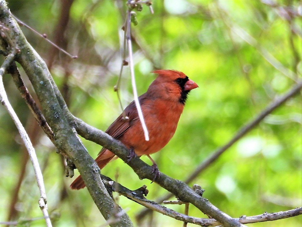 Cardinal rouge - ML438620561