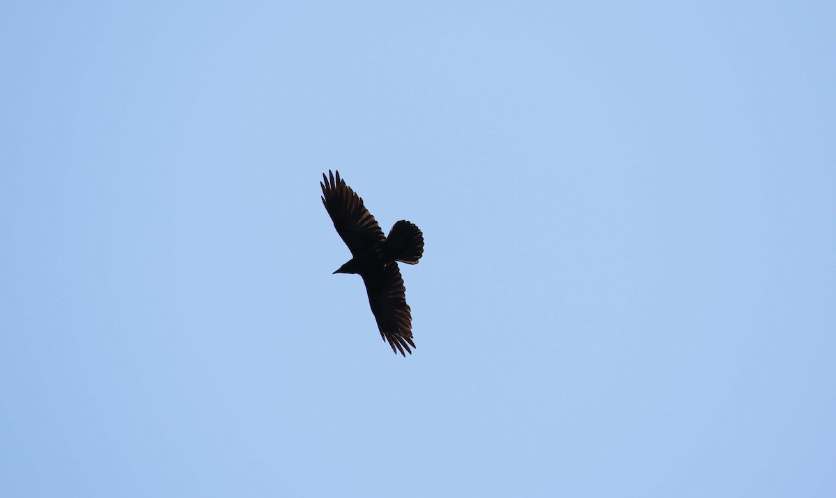 Common Raven - ML438620571