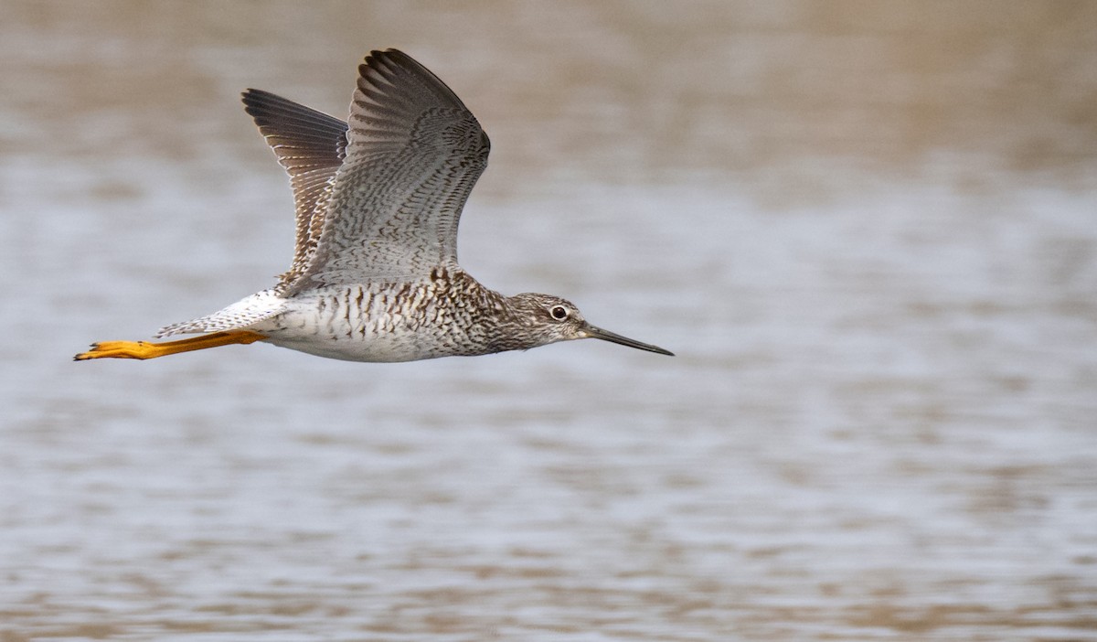 Lesser Yellowlegs - B Roegge