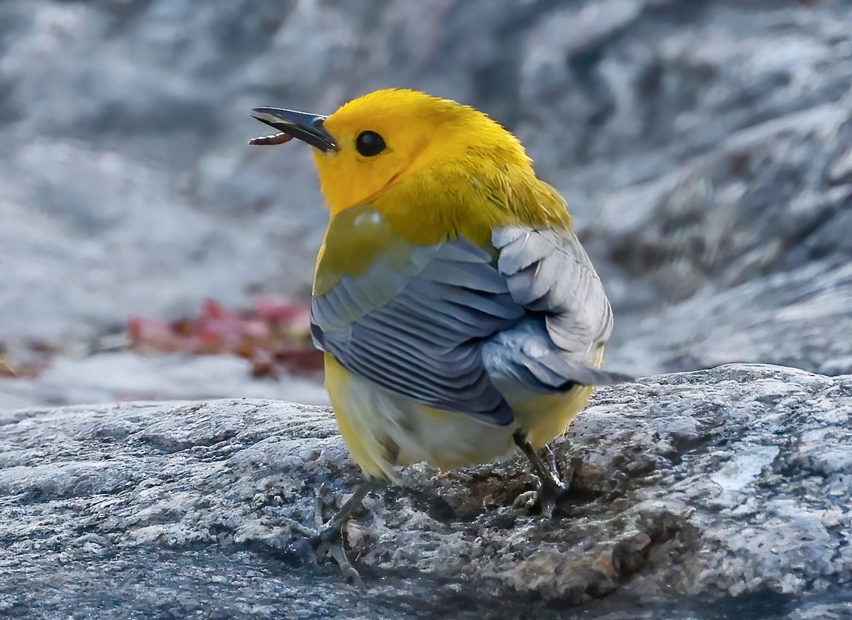 Prothonotary Warbler - ML438620951