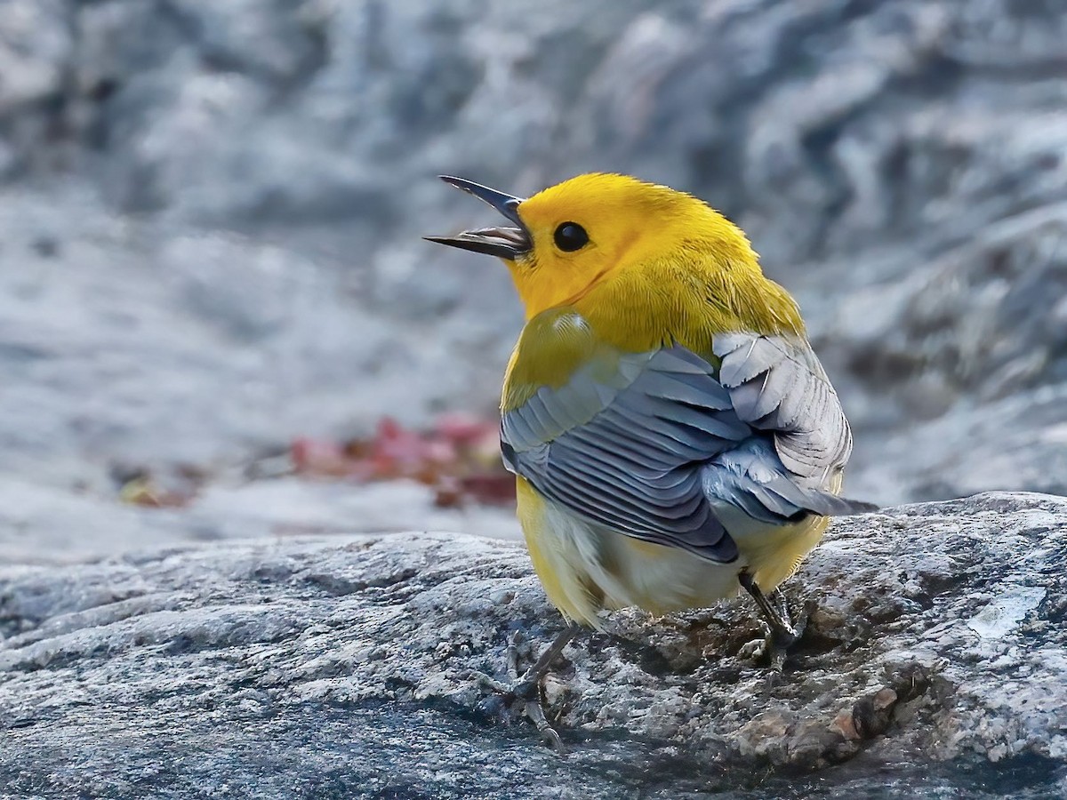 Prothonotary Warbler - ML438620971