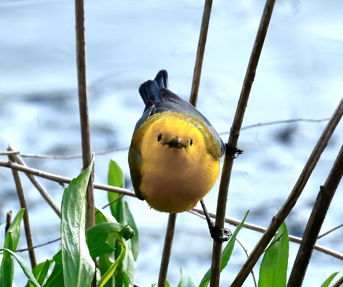 Prothonotary Warbler - ML438621021