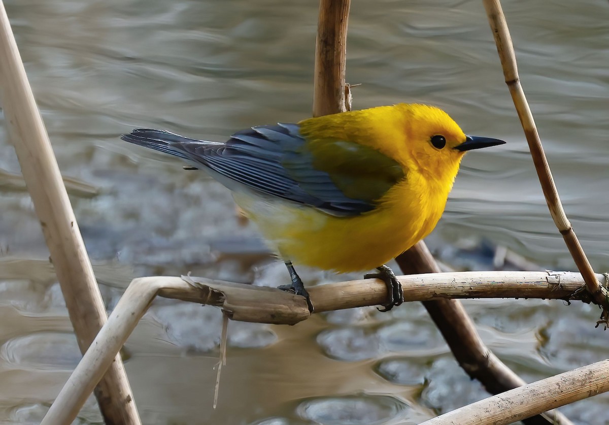 Prothonotary Warbler - ML438621041